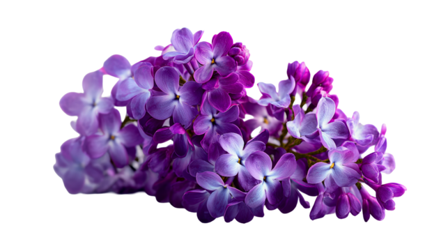 Purple lilac flowers blooming against soft gray background