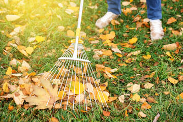 Woman raking fallen leaves on green lawn outdoors, closeup