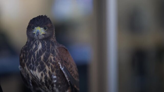 4K video featuring portraits of raptors such as hawks and owls targeting their prey, along with a falconer