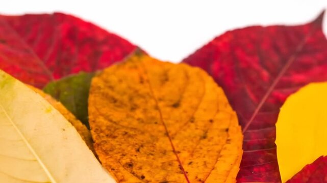 Close-up of several colorful, fall leaves overlapping.  The leaves range from red to yellow-orange
