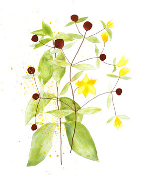 Watercolor botanical illustration of coffea plant with floral blossoms