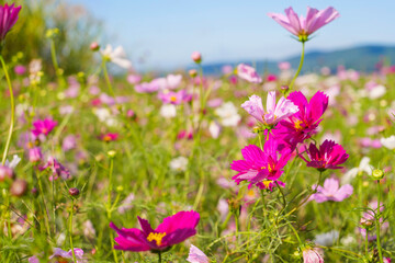 Fototapeta premium Cloudy skies at dusk, a cosmos field, an autumn countryside scene