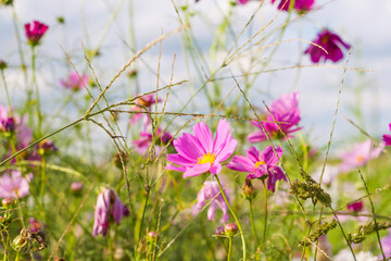 Fototapeta premium Cloudy skies at dusk, a cosmos field, an autumn countryside scene
