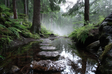Fototapeta premium Tranquil forest stream with mist and lush greenery during early morning hours