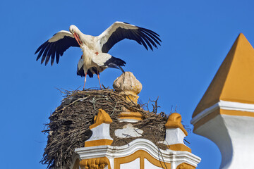 stork mate in a large twig nest wings spread wide against on Ermida de Nossa Senhora da Esperança...