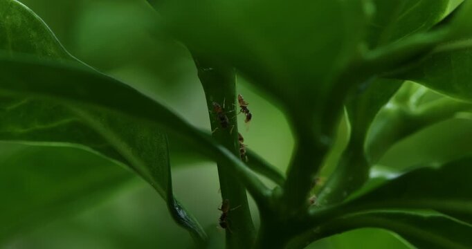 Ants walking on tree branch 08