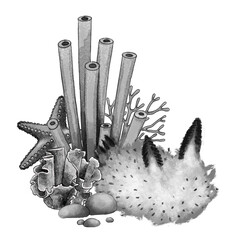 Black and white illustration of marine still life with sea slug, starfish, corals, tube sponges, and stones. Hand-drawn underwater composition for tattoo art, nautical decor, posters or packaging
