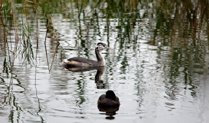 Juvenile great crested grebe