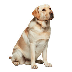 Portrait of a Yellow Labrador in Studio Light