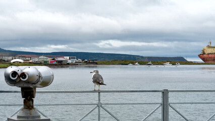 Seagull on railing by binoculars near coastal harbor