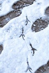 Human and bird footprints on snowy ground. Winter season concept. Tracks in the snow, top view.
