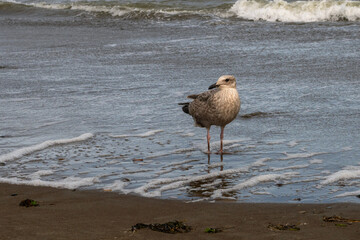 Juvenile seagull standing alone on wet sandy shore