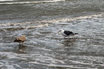 Two seagulls standing on shallow waves at shoreline