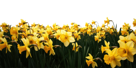 Vibrant Field of Yellow Daffodils in Bloom