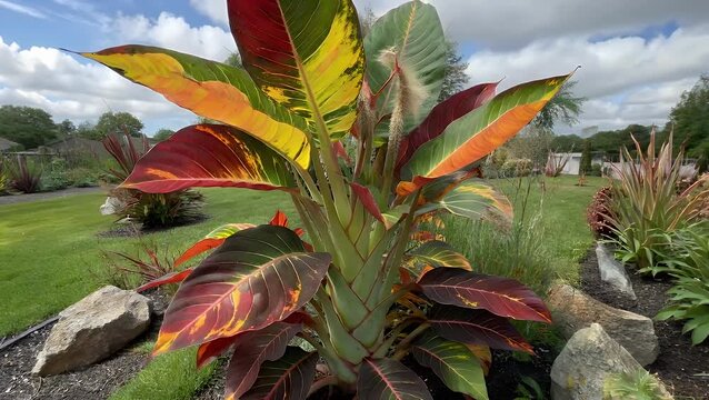 brightly colored foliage plant with multi-hued leaves growing in a cultivated outdoor