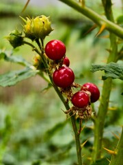 thorny nightshade branch with red berry macro in natural light