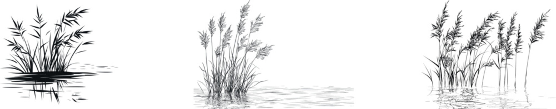 Modern illustration features a single line drawing of the reed or marsh hornwort