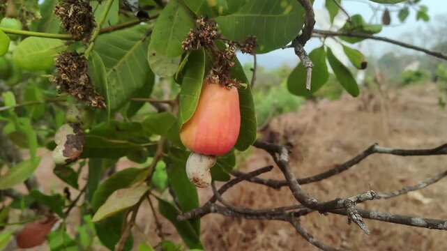 cashew plant closeup view of growing cashew
