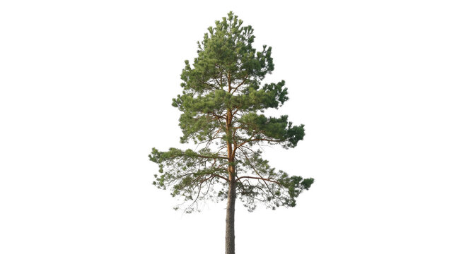 A tall, healthy pine tree with vibrant green needles and a brown trunk, perfectly isolated on a solid transparent background, ready for use. background removed