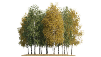 Fototapeta premium A beautiful cluster of birch trees featuring vibrant green and golden autumn foliage, standing on dry grass, isolated on a solid transparent background. background removed