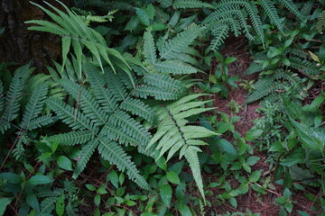 Lush Green Ferns and Undergrowth on a Humid Forest Floor