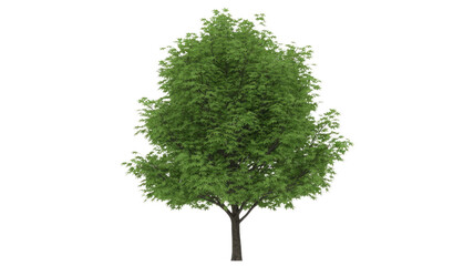 A vibrant green deciduous tree with a full canopy and visible trunk stands isolated against a dark transparent background, ready for use. background removed