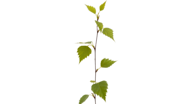 A vibrant young birch branch with light green leaves sprouting, vertically arranged against a deep green backdrop, symbolizing new growth and spring. background removed