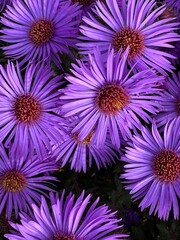Obraz premium Macro shot of blooming purple New England asters (Symphyotrichum novae-angliae) with sharp details of petals and yellow centers, captured in soft daylight