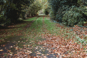 path in autumn forest