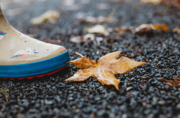 autumn leaf on the ground