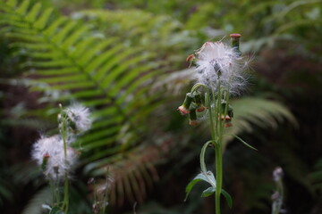 Fuzzy White Seed Heads of Wildflower against Green Fern Bokeh