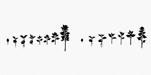 Black and white silhouette illustration depicting the various stages of plant growth from seed germination to a fully developed plant.