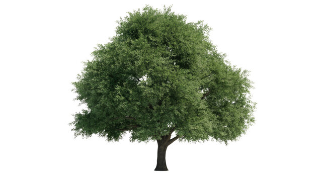 A lush, green tree with a full, dense canopy and a sturdy trunk, isolated against a solid transparent background. background removed