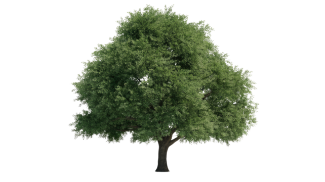 A lush, green tree with a full, dense canopy and a sturdy trunk, isolated against a solid transparent background. background removed