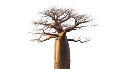 A magnificent baobab tree, leafless with a striking, thick trunk and wide-reaching branches, isolated on a clean transparent background. background removed