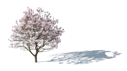 A vibrant magnolia tree with beautiful pink and white blossoms and its shadow, isolated on a solid transparent background, perfect for springtime designs. background removed