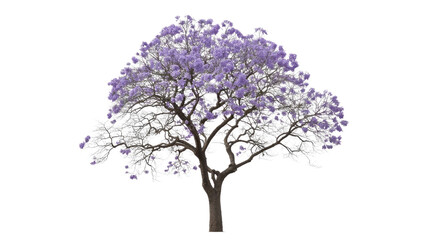 Obraz premium A beautiful jacaranda tree in full bloom, showcasing its vibrant purple flowers and intricate branches on a transparent background. background removed