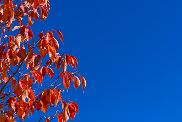 Autumn and foliage. Red cherry leaves with blue sky and copy space