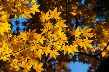 Autumn vibes. Backlit yellow maple leaves or Momiji background