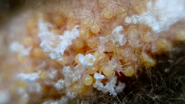 한국,거미,부화,새끼거미,알집,Korea, spider, baby spider, egg, incubation