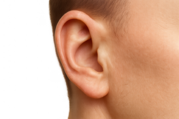 Human ear on a transparent background, representing hearing and sound perception, a vital human sensory organ and body part