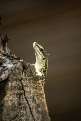 Geco su tronco