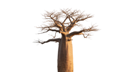 A majestic baobab tree, showcasing its unique thick trunk and bare branches, stands isolated against a solid transparent background. background removed