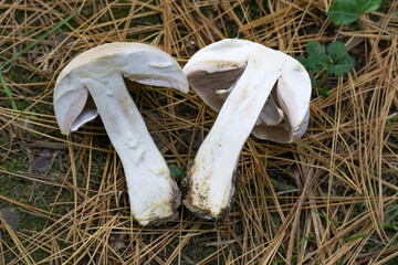 White poisonous champignon Agaricus Xanthodermus commonly known as the yellow-staining mushroom cut...