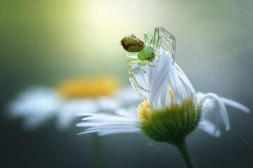 Green crab spider on daisy flower in morning light - macro photography of nature and wildlife, spring meadow scene with soft focus and vibrant bokeh. The beauty of nature.

