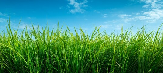 Fototapeta premium Green grass field and blue sky background. Generative AI technology.