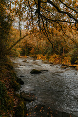 river in autumn forest