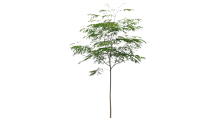 A vibrant deciduous tree with green foliage and a slender trunk, standing isolated against a solid dark transparent background. background removed