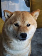 Close-up Headshot Portrait of Calm Shiba Inu