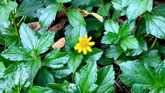 Yellow Butter Daisy flower or Star Daisy or Melampodium paludosum, a charming relative of the popular asters. The flower is yellow with the crown is a bit orange similar to sunflower but small version